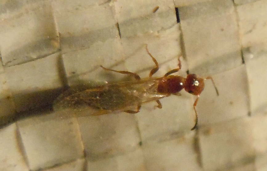 probabile regina di Camponotus truncatus